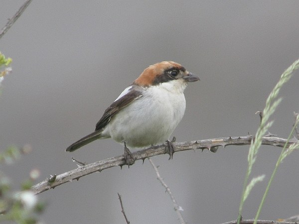 Balearic Woodchat Shrike