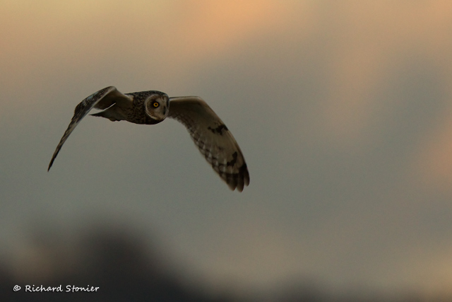 Short-eared Owl
