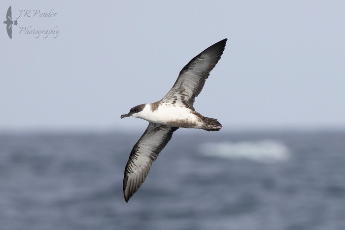 Great Shearwater