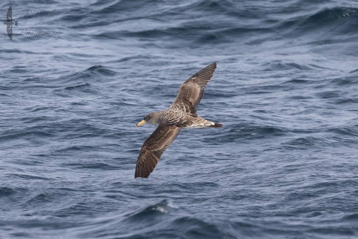 Cory's Shearwater