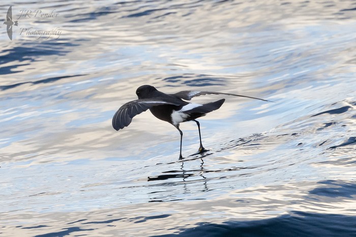 Wilson's Petrel