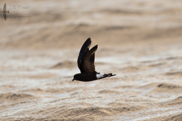 Wilson's Petrel