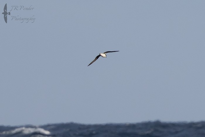 Fea's Petrel sp