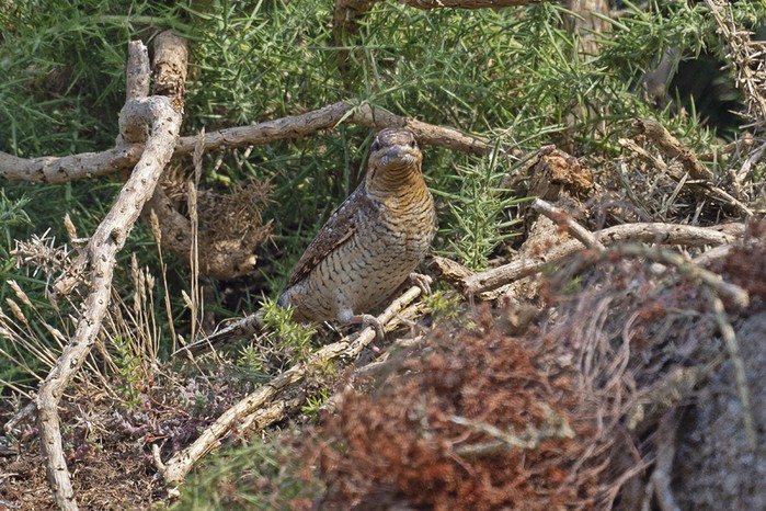 Wryneck