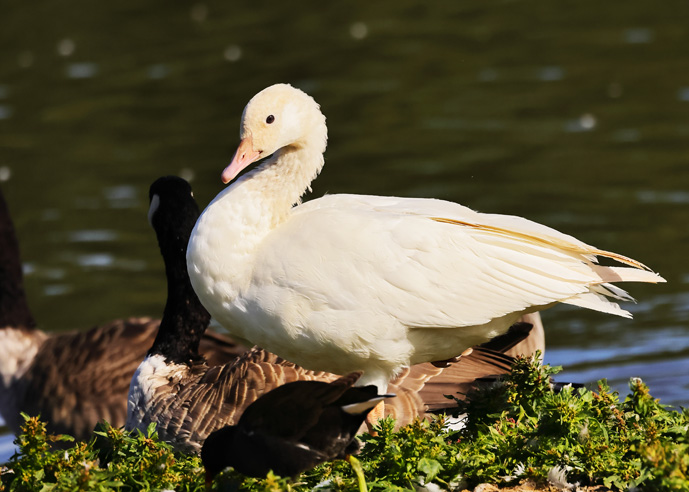 Canada Goose