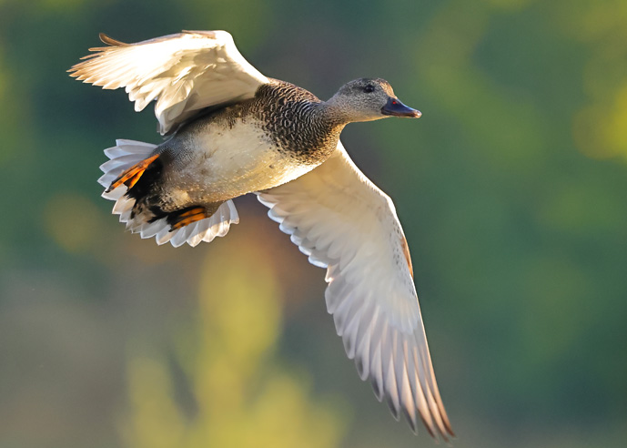 Gadwall