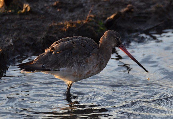 Black-tailed Godwit