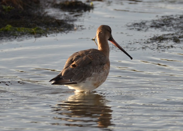 Black-tailed Godwit