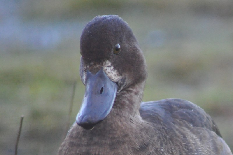 Tufted Duck (or hybrid)