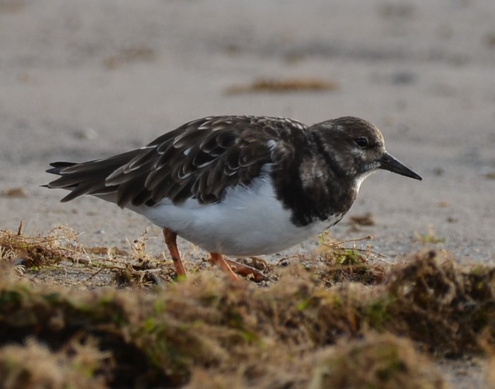 Turnstone