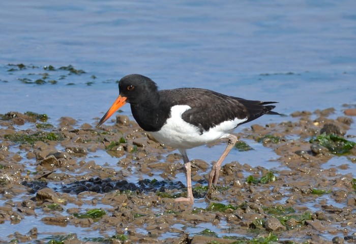 Oystercatcher