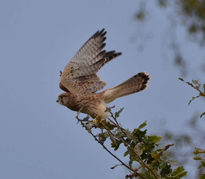 Kestrel