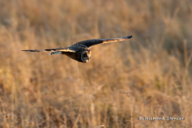 Short-eared Owl
