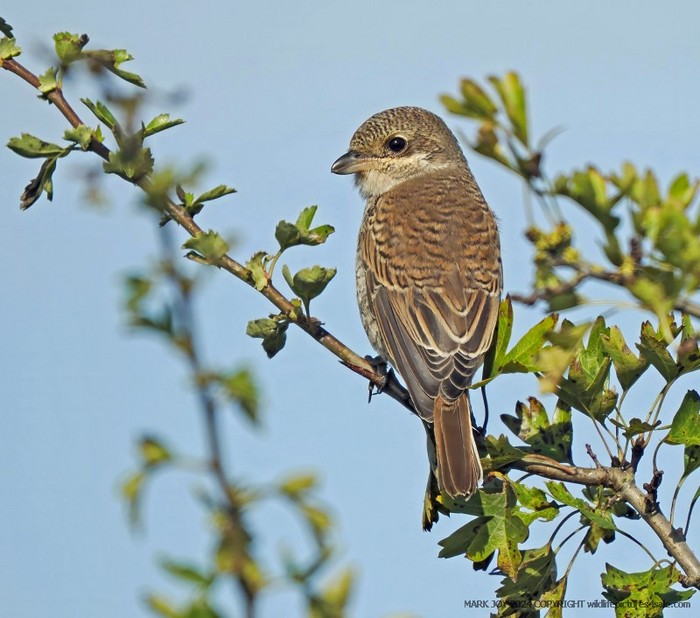 Red-backed Shrike