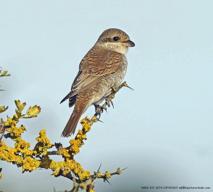 Red-backed Shrike