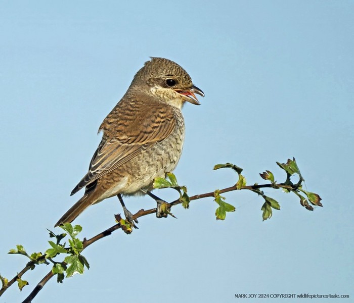 Red-backed Shrike