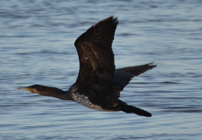 Cormorant