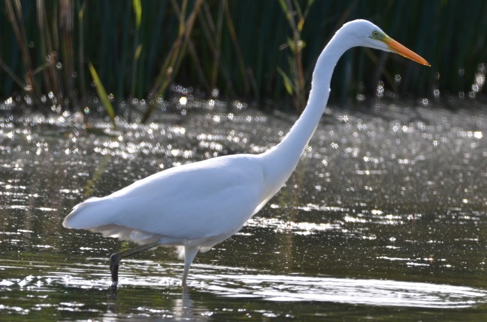 Great White Egret