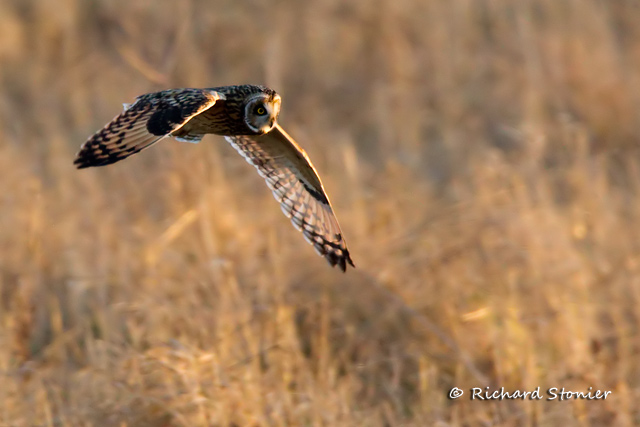 Short-eared Owl