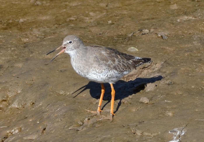 Redshank