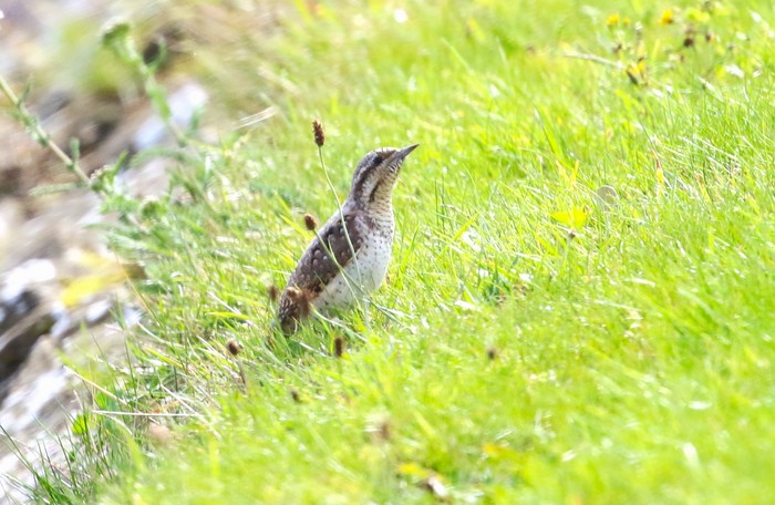 Wryneck