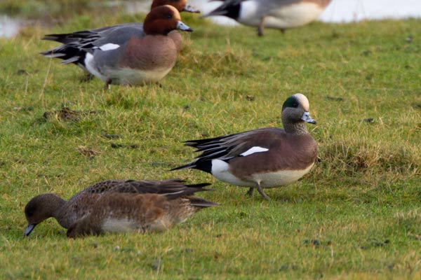 American Wigeon