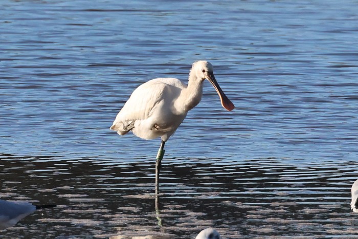 Spoonbill