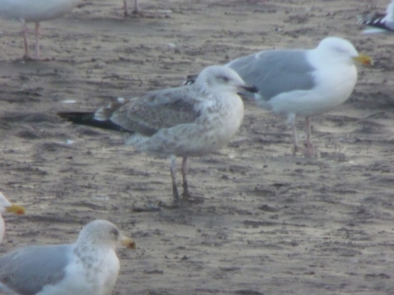 Caspian Gull