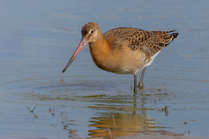 Black-tailed Godwit