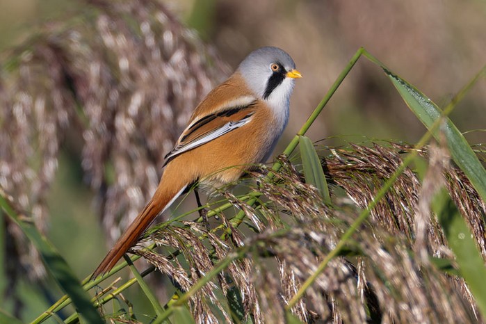 Bearded Tit