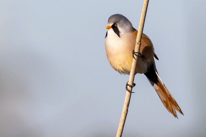 Bearded Tit