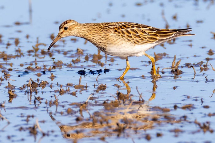 Pectoral Sandpiper