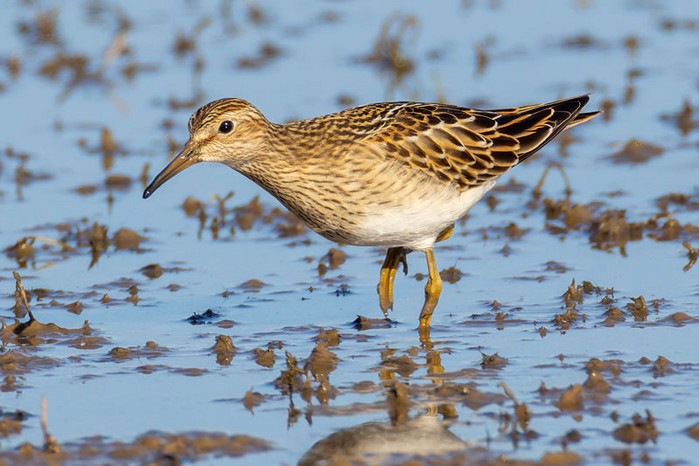 Pectoral Sandpiper