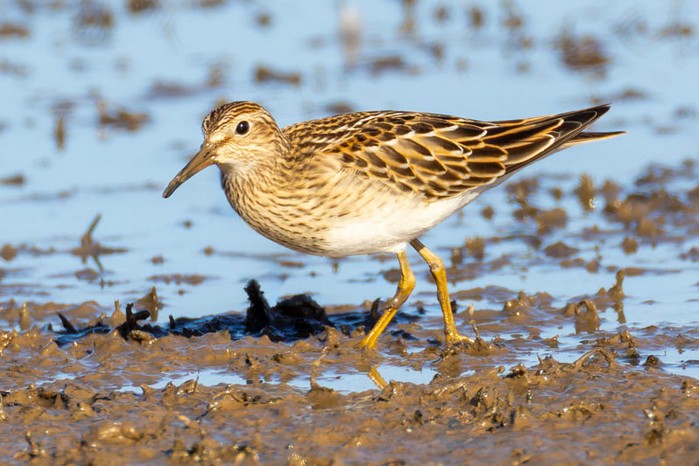 Pectoral Sandpiper