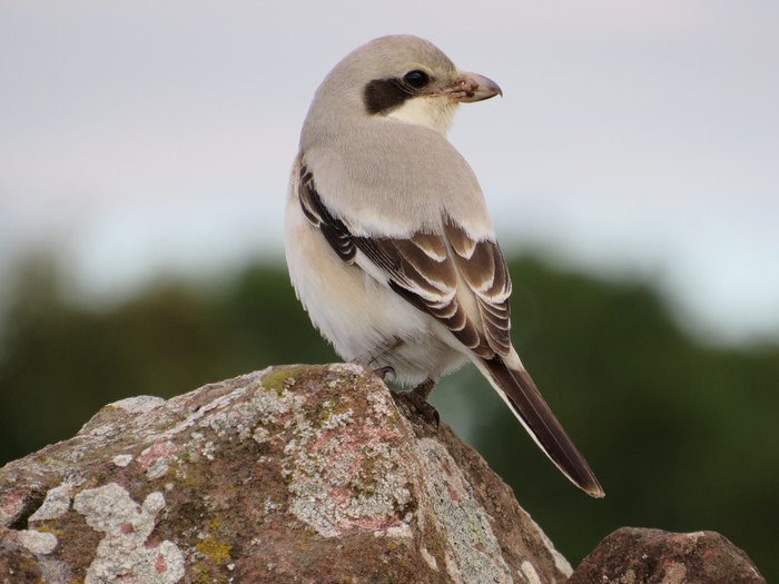 Steppe Grey Shrike