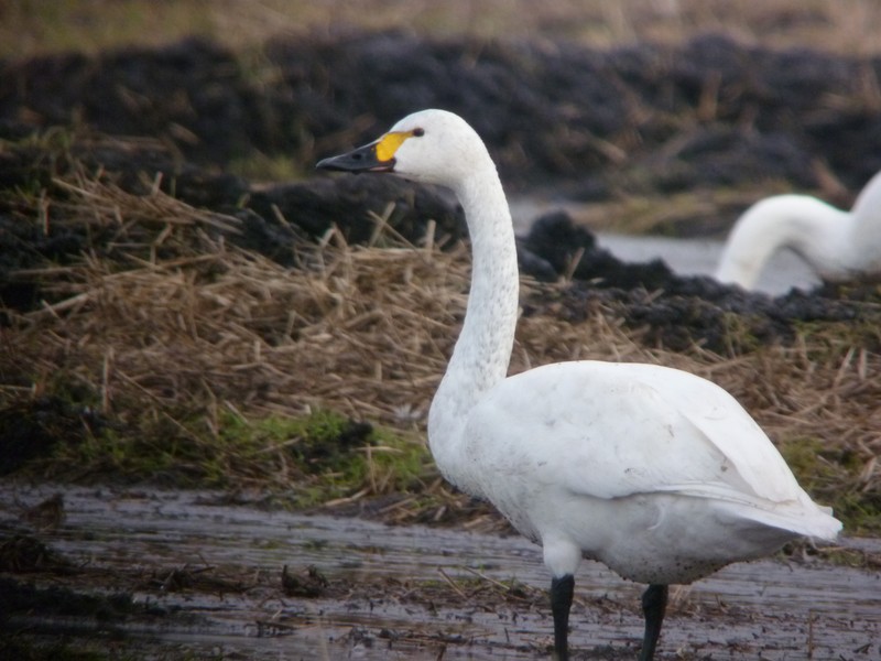 Bewick's Swan