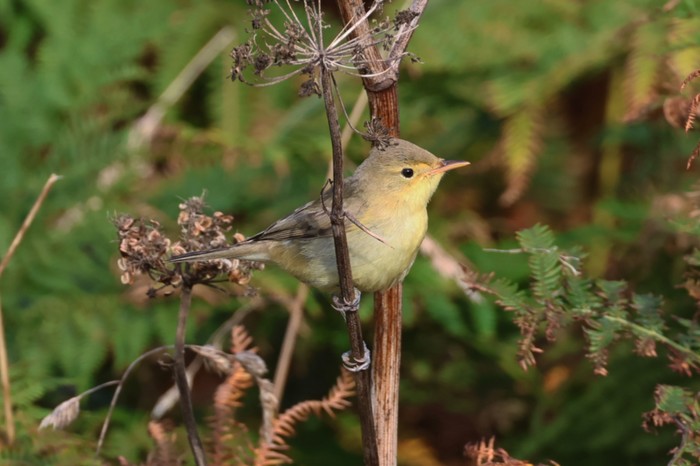 Melodious Warbler