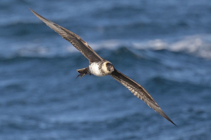 Pomarine Skua