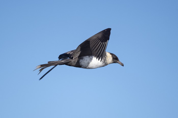 Pomarine Skua