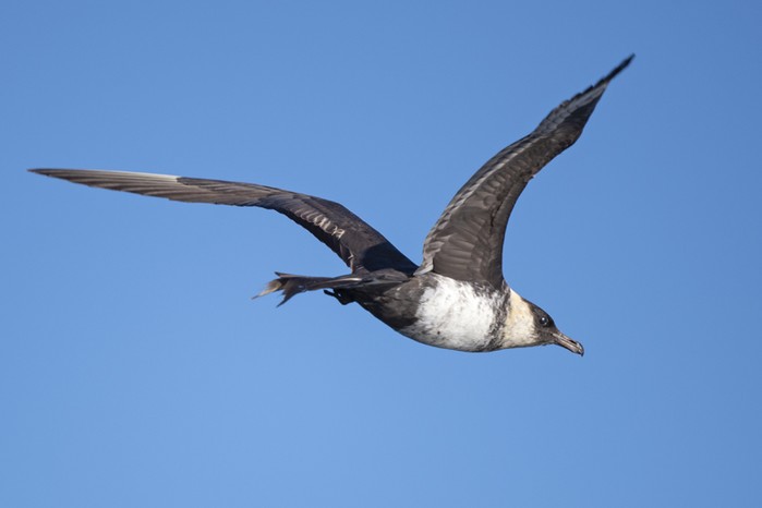 Pomarine Skua