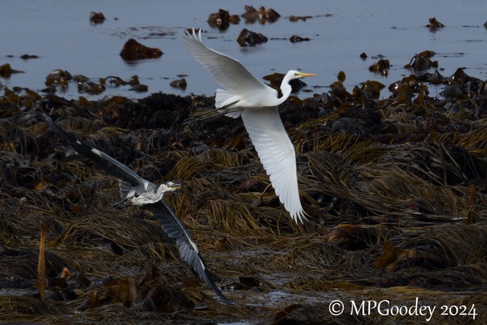 Great White Egret