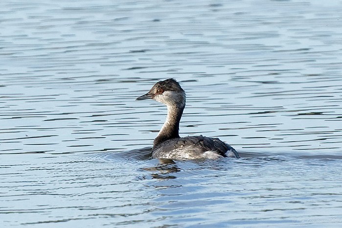 Slavonian Grebe