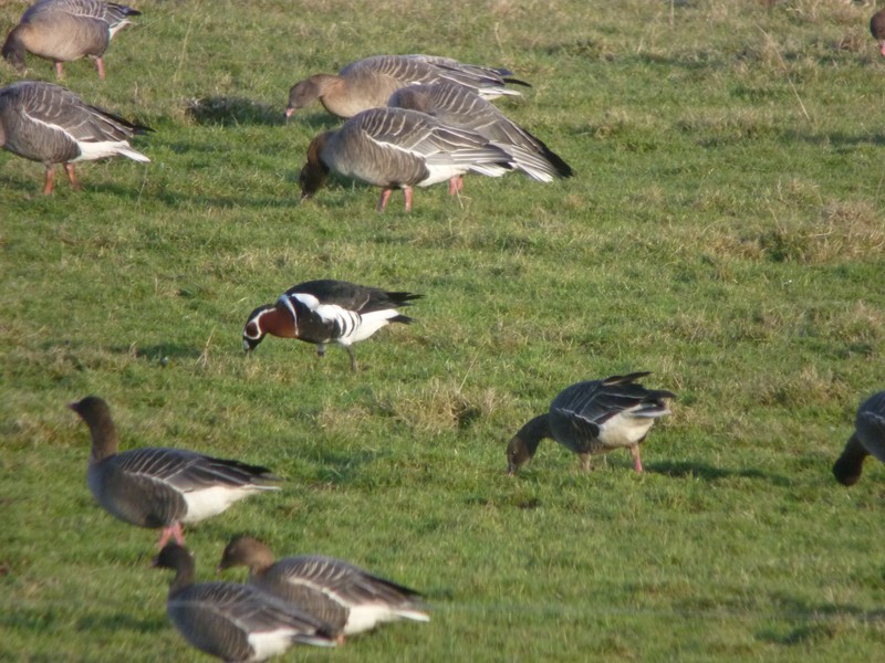 Red-breasted Goose