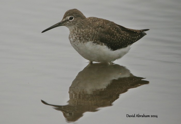 Green Sandpiper 