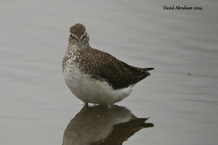 Green Sandpiper 