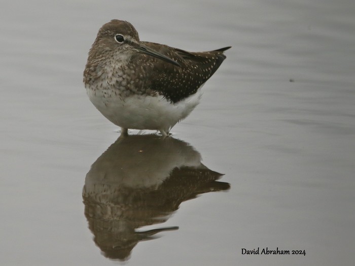 Green Sandpiper 