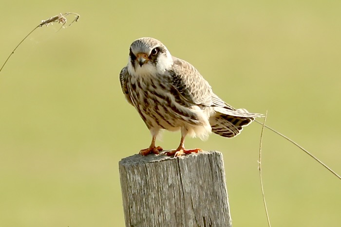 Red-footed Falcon