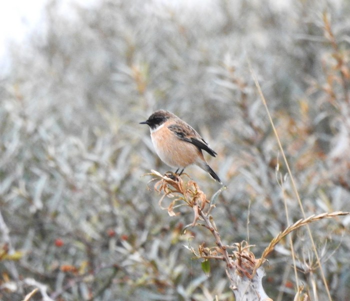 Siberian Stonechat