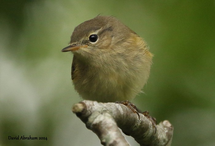 Chiffchaff 
