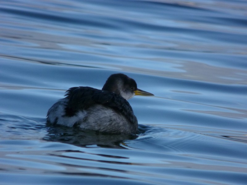 Red-necked Grebe